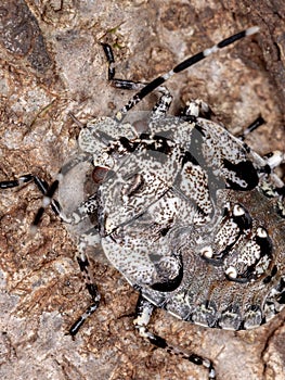 Stink bug photo
