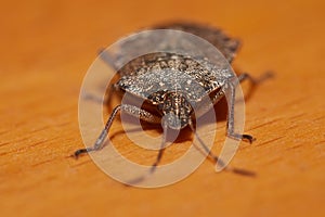 Stink bug closeup photo