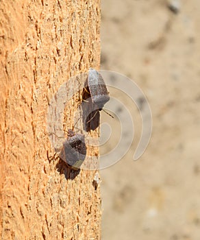 Stink bug on a wooden board. Brown