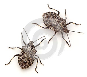 Stink Bugs