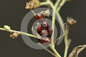 Stink bugs bunched up, Pentatomidae family, Satara photo
