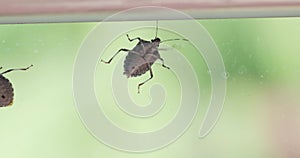 Stink bugs closeup on the window