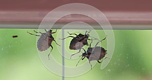 Stink bugs closeup on the window