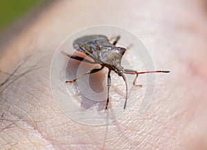 Stink Bugs (Pentatomidae) on a hand 01 photo