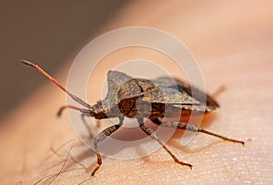 Stink Bugs (Pentatomidae) on a hand