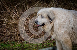 The Stink Eye From A Great Pyrenees Herding Dog