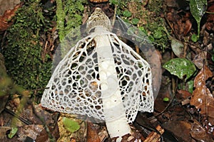 Stink Horn Fungi