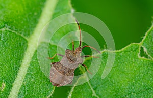 stink pentatomidae heteroptera on leaf