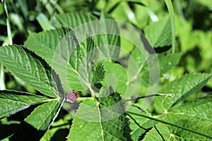 Stink or shield bug Italian striped bug, also known as minstrel on a ground elder plant leaf in a meadow.