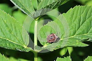 Stink or shield bug Italian striped bug, also known as minstrel on a ground elder plant leaf in a meadow.