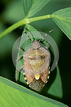 Stinkbug