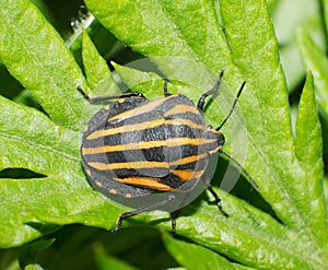 Stinkbug