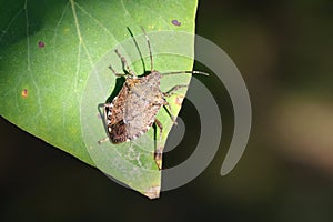 Stinkbug