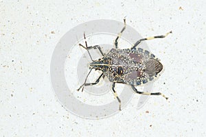 Stinkbug