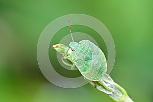 Stinkbug on green leaf in the wild