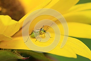 stinkbug on green leaf