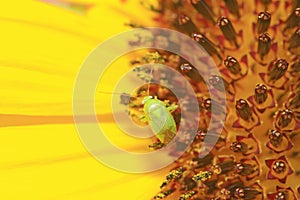 stinkbug on green leaf