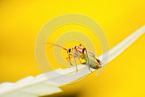 stinkbug on green leaf