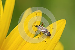 stinkbug on green leaf