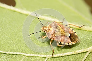 stinkbug on green leaf