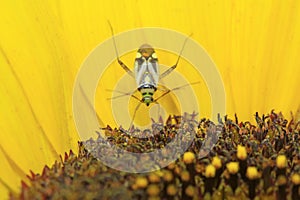 stinkbug on green leaf