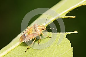 stinkbug on green leaf