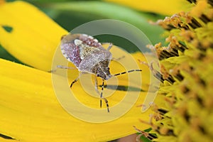 stinkbug on green leaf