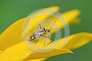 stinkbug on green leaf