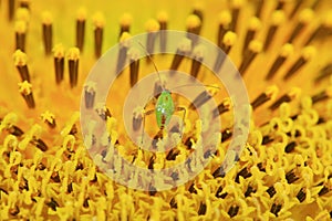 stinkbug on green leaf