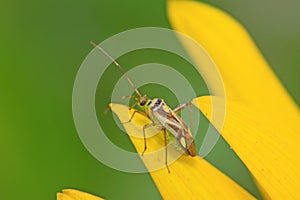 stinkbug on green leaf