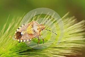 stinkbug on green leaf