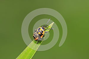 stinkbug on green leaf