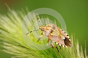 stinkbug on green leaf