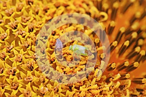 stinkbug on green leaf