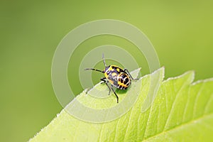stinkbug on green leaf