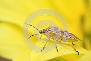 stinkbug on green leaf