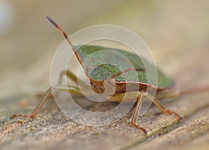 Stinkbug close up