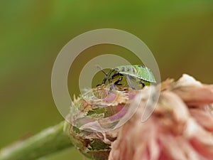 Stinkbug green detail