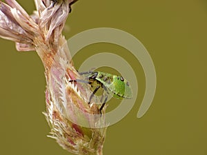 Stinkbug close up
