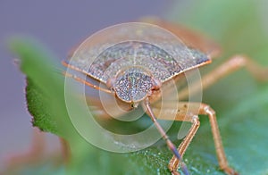 Stinkbug close up