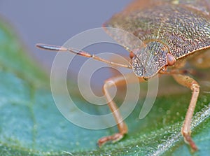 Stinkbug close up