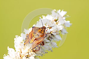 stinkbug larvae on green leaf