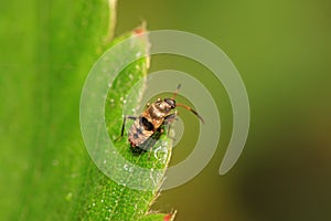 stinkbug larvae on green leaf