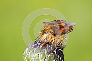 stinkbug larvae on green leaf