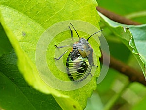 Stinkbug On Leaf 1