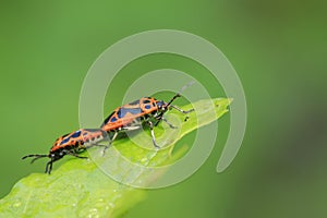 stinkbug mating on green leaf