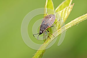 stinkbug nymph on plant