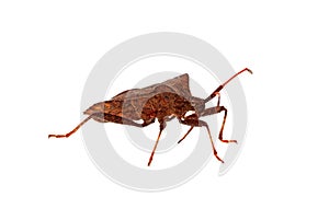 Stinkbug Picromerus Bidens isolated on a white