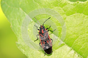 stinkbug on plant