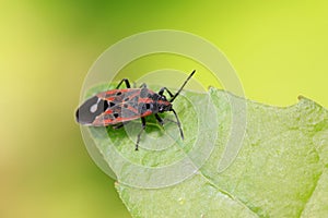 stinkbug on plant